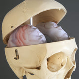 S61-725 Premier Skeleton with soft organ set