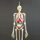 S61-725 Premier Skeleton with soft organ set