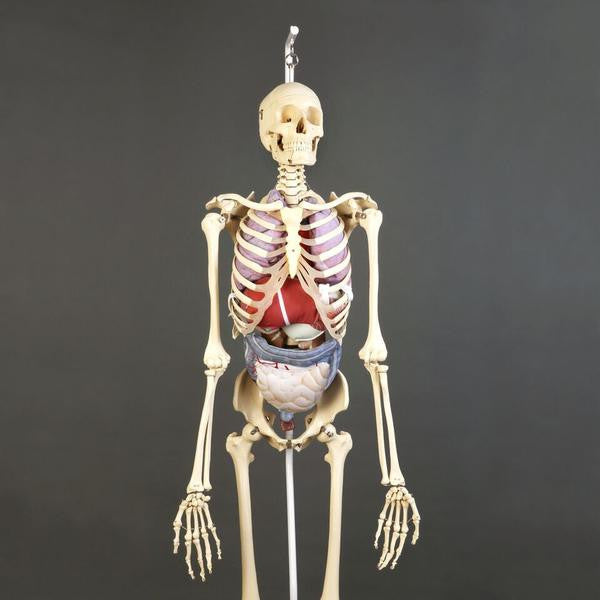 38explore 38-kT THE SKELETON スケルトン2個　新品 38-kT THE SKELETON | 38explore