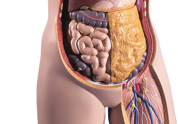 Scientists Propose New Human Body Organ – The Mesentery