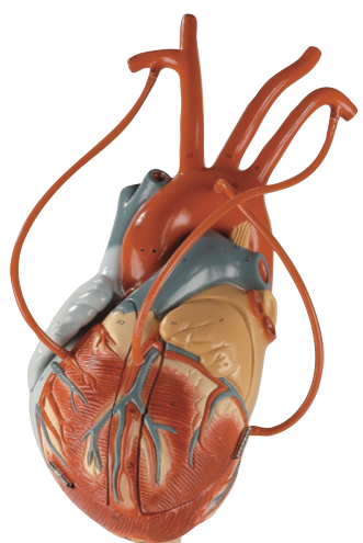 Hey Valentine! Are you a coronary artery? Because your wrapped around my heart
