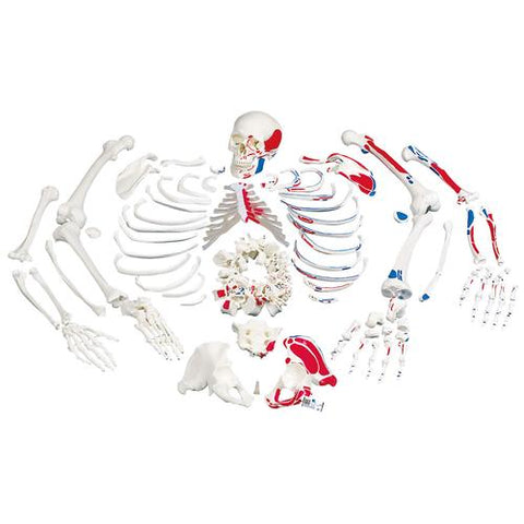 0218-5/2 Budget Disarticulated FULL Skeleton, painted (left side)