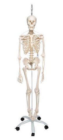 0201-15/3S Budget Physiological Skeleton with hanging white mobile stand