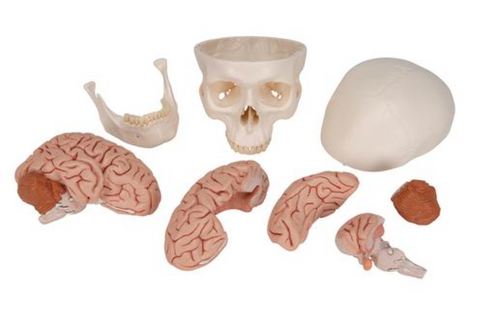 0253-B9 Budget Skull With 5 part Brain