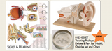 0123-00SET Auditory Anatomy Teaching package