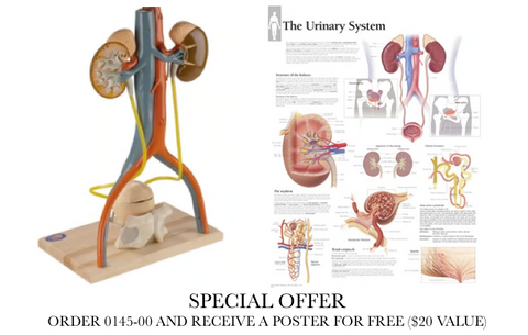 0145-00 Urinary System Model with chart