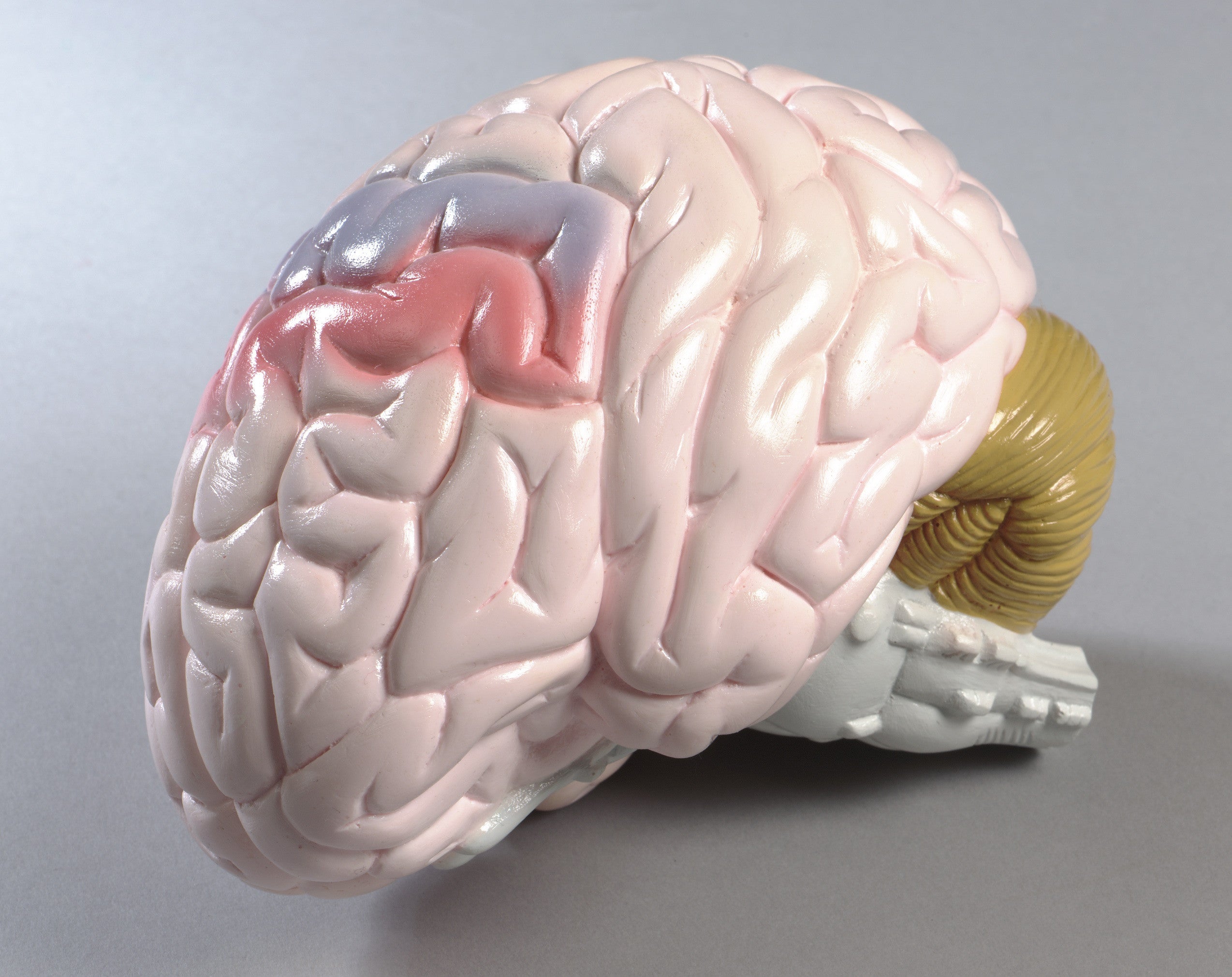 洋書 Duvernoy The Human Brain Second edition The Human Brain: Surface, Three-Dimensional 2nd Ed by Henri