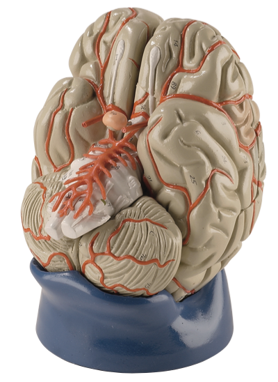 Deluxe 8-Part Life-Size Brain with Arteries | Denoyer