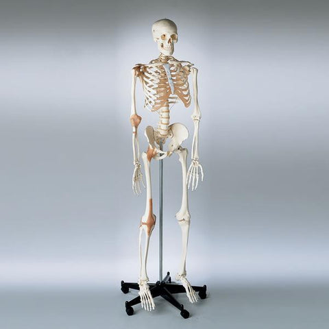 0201-12 Adult Ligamented Skeleton , Sacral Mount