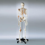 0201-12a Adult Ligamented Skeleton , Sacral Mount white stand
