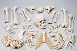 0218-80 Disarticulated FULL Skeleton, Premier 4-Part Skull