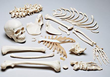 38-kT THE SKELETON | 38explore
