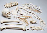 0219-80C Disarticulated HALF Skeleton, Premier 4-Part Skull with Locking Compartmented Case