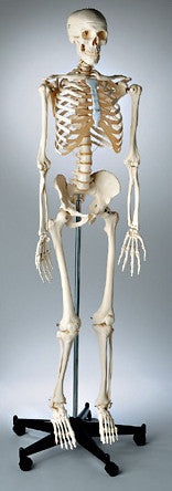 0221-10/1a Mr. Plain Skeleton, Suspension Mount, white stand