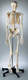 0221-00 Mr. Plain Skeleton, Sacral Mount
