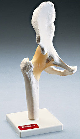 0233-81  Functional Hip Joint Model