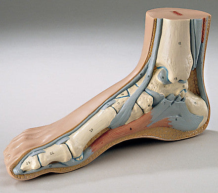 0248-30 Life-Size Human Foot Model Depicting Internal and External Anatomy