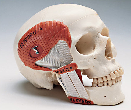 0289-24 Skull Featuring Functional Temperomandibular Joint (TMJ)