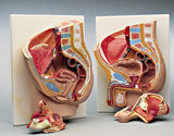 0310-00 Female and Male Pelvic Reproductive Section Set