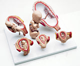 0304-11/9  Five-Stage Human Pregnancy Series