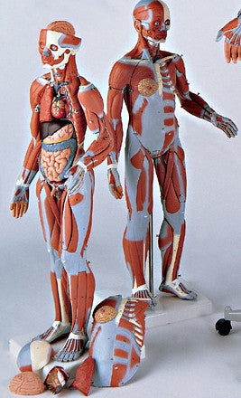 0347-56  Muscular Figure without Internal Organs, 1/2 Scale