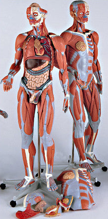 0349-51 Female Muscle Model on a metal stand without internal organs, 23-parts, 3/4 Life-Size