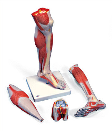 0352-22   Size Lower Leg Musculature with Sectioned Knee, Three-parts