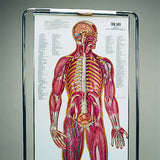 0700-00  ThinMan Sequential Human Anatomy Figure