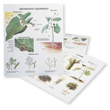 1025-13  Plant Morphology Wall Charts, Set of three