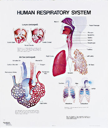 1093-10 Human Respiratory System Wall Chart, mounted