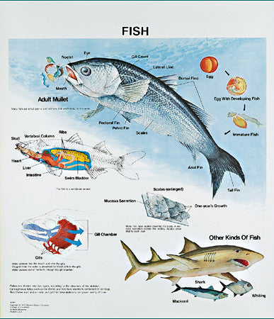 1094-10 Fish Life History Wall Chart, mounted