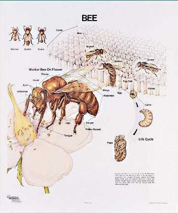 1095-10 Honeybee Life History Wall Chart, mounted