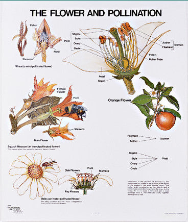 1097-10-AL Vintage Flower and Pollination Wall Chart with Aluminum Edging