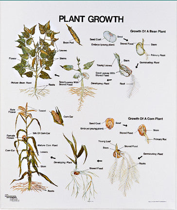 1098-10 Plant Growth Wall Chart, mounted