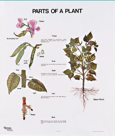 1099-10 Parts of a Plant, mounted