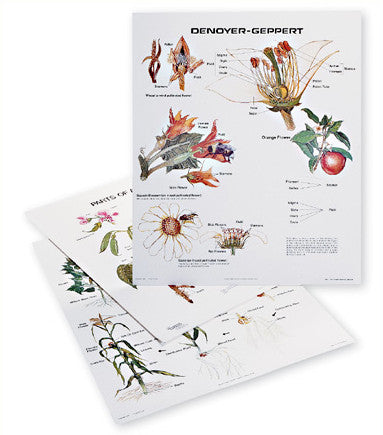 1125-13  Plant Growth and Development Wall Charts, Set of three