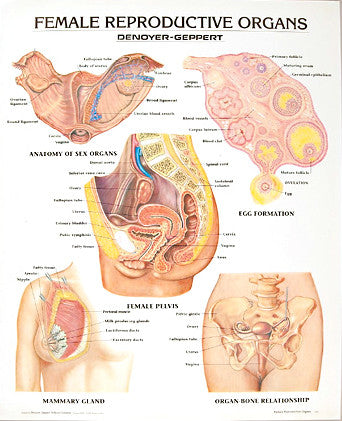 1332-10 Female Reproductive Organs Poster, Mounted