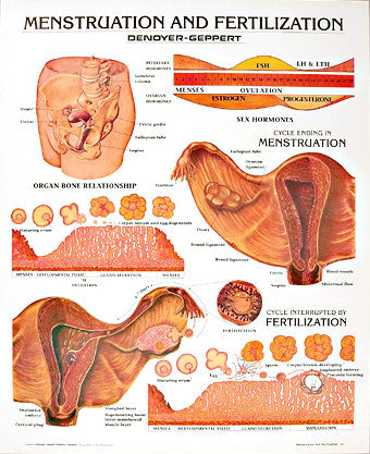 1333-10 Menstruation and Fertilization, mounted