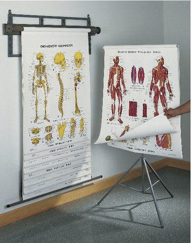 1400-41 Denoyer-Geppert's Original Anatomy & Physiology 10 Chart Set on a Tripod Stand