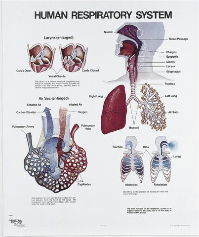 1409-10-AL Respiratory System Wall Chart with Aluminum Edging