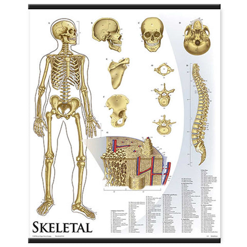 1421-10 Skeletal System Wall Chart, mounted