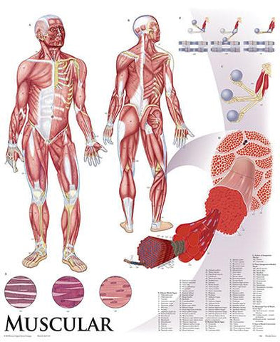 1422-10 Muscular System Wall Chart, mounted