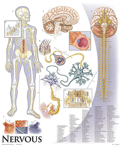 1423-10 Nervous System mounted