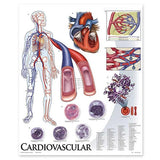 1424-10 Cardiovascular System, mounted
