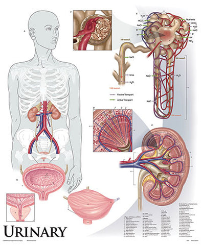 1427-10 Urinary System, mounted