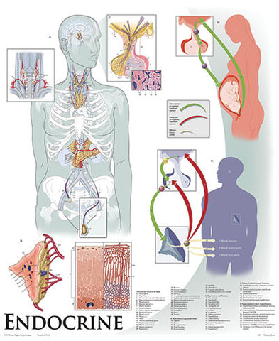 1429-10 Endocrine System, Mounted