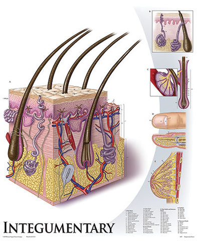 1428-01 Integumentary System, mounted