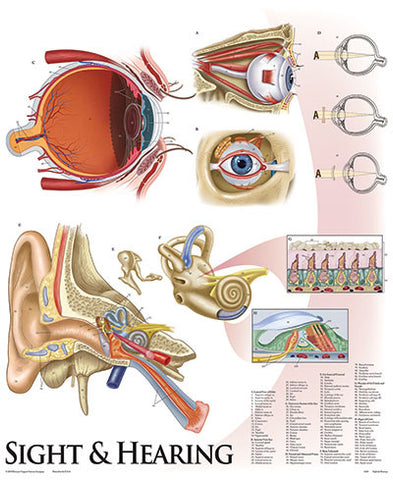 1430-10 Sight and Hearing Poster, mounted