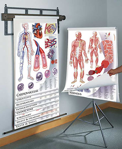 1435-32 Anatomy and Physiology 11 Chart Set on spring-roller wall-mounted system