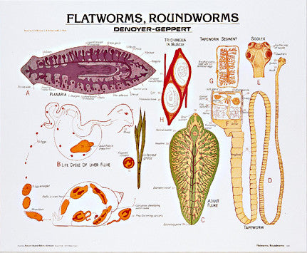 1883-10  Flatworms and Roundworms